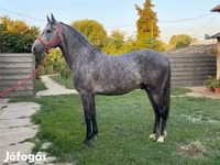 اسب نر, اسب — عکس 3