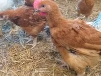 Chickens — تصویر 3