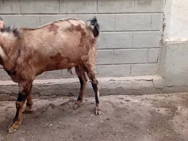 بز نر, Beetal goats