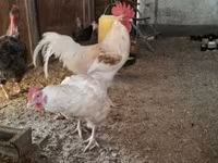 Chickens — 사진 5