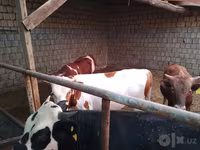 گاو و گوساله (گروه، جنسیت مشخص نشده), Simmental cattle — عکس 4
