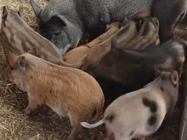 แม่สุกร, Мангалица