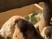 பெண் ஆடு, Arashan sheep — புகைப்படம் 3