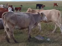 گاو ماده, Simmental cattle — عکس 1