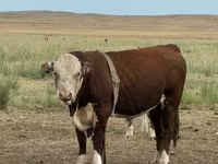 ثور, البقرة الكازاخستانية ذات الرأس الأبيض — الصورة 3