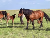 Cavallo, Soviet Heavy draft — foto 8