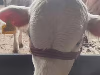 Buğa, Simmental cattle — foto 3