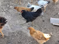 Chickens — รูปภาพ 1
