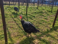 Turkeys — Foto 3