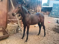 Cavallo, French Trotter — foto 3