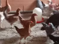 Chickens — zdjęcie 1