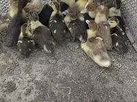Домашня мускусна качка — фото 3