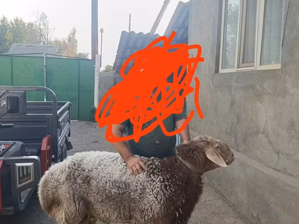 كبش, Tian-Shan semifinewool sheep