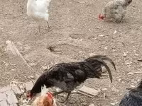 استرالیایی پیت گیم فاول — عکس 4