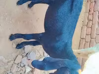 Bode, Beetal goats — foto 2