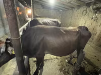 Lembu betina, Cattle — foto 3