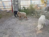 میش, گوسفند — عکس 2