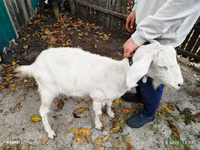 Goat, Nubian Goat — photo 5