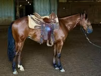 Aygʻir, Quarter Horse — 5-rasm
