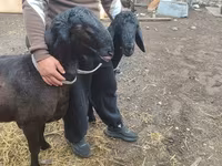 Domba jantan, Sheep — foto 3