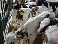 گاو نر, Simmental cattle — عکس 2