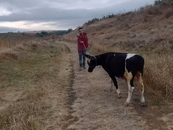 Taureau, Russian Black pied cattle
