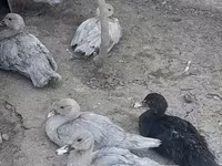 Ducks — عکس 2