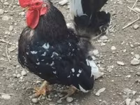 Chickens — foto 2