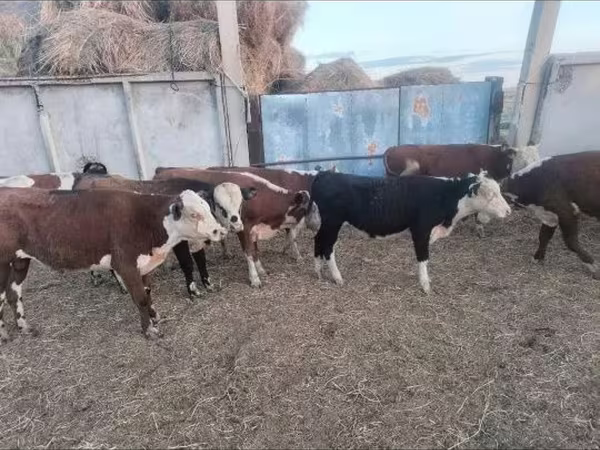 Ταύρος, Simmental cattle