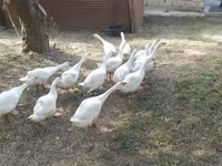 کوبان — عکس 3