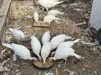 Turkeys — फ़ोटो 4