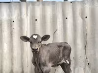 گاو نر, Swiss cattle — عکس 6