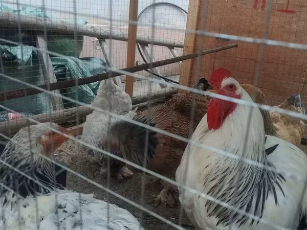 Brahma