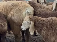 Хуц, Romanov sheep — 6 зураг