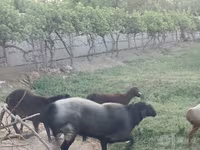Қошқар, Edilbay sheep — 6-сурет