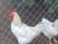 ዶሚናንት — ፎቶ 2