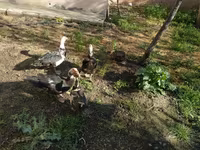 Ducks — 사진 3