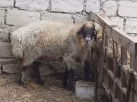 قوچ, Blackheaded Persian sheep — عکس 3
