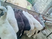 Bélier, Moutons — photo 4