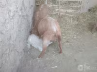 Koza, Alpine goat — foto 8