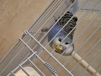 Dalğalı tutuquşu və qəfəs dəsti - Növ: dalğalı tutuquşu (budgerigar) — foto 3