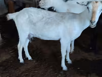 Goat, Saanen goat — photo 2