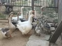 Geese — акс 2