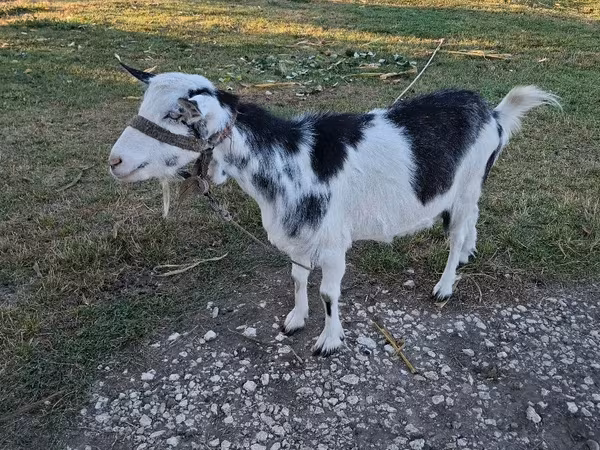 Koza, Kozy