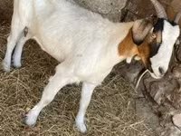 母山羊, Boer goat — 照片 1