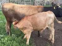 Бик, Simmental cattle — снимка 3