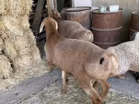 Widder, Arashan sheep — Foto 2
