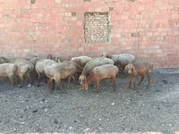 قوچ, Arashan sheep — عکس 5