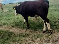 ষাঁড়, হেরিফোর্ড — ছবি 3