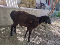 ஆண் ஆடு, ஆடுகள் — புகைப்படம் 1
